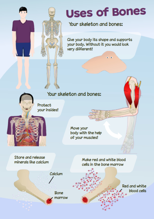 Infographics are illustrations that explain how something works or provide helpful information
