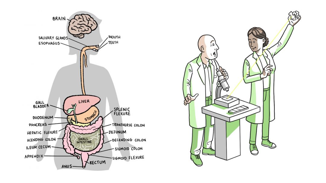 Medical illustration